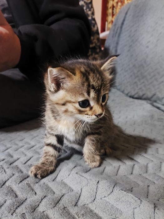 Котята бесплатно