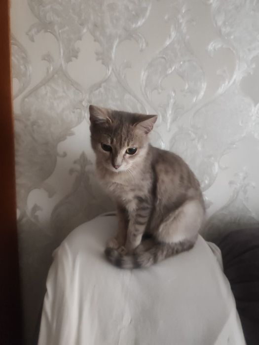 Отдадим котёнка 2,5месяца [мальчик]