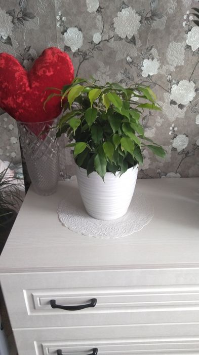 Фикус Голден маник