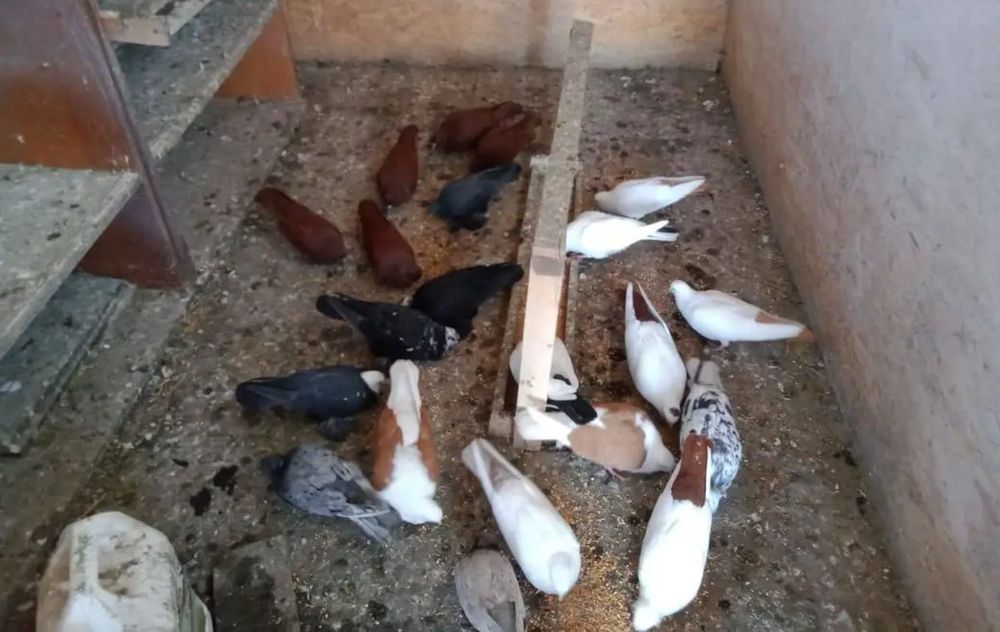 Продам голубей шикарных