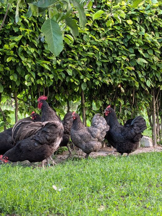 Familie Australorp negru
