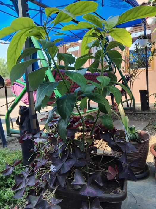 Avocado arbore ghiveci