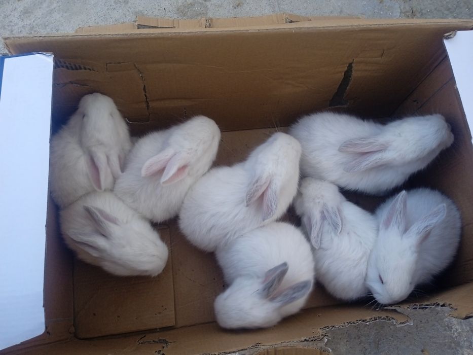 Velikan quyon sotiladi