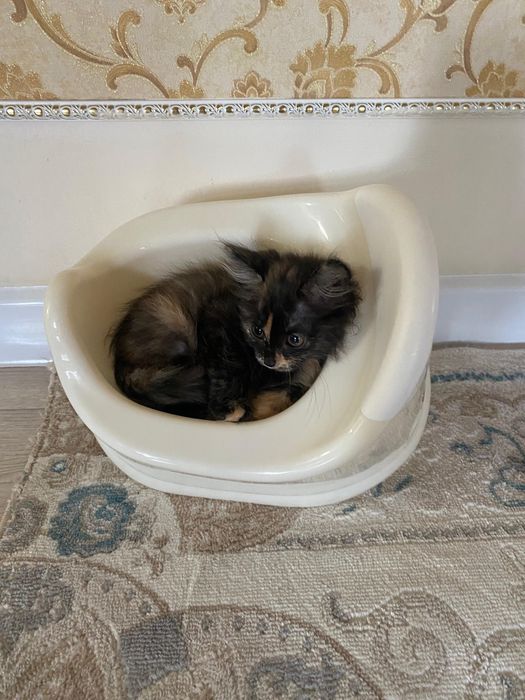 отдам котенка в добрые руки