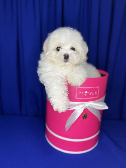 Французкая болонка