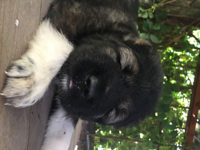 кавказская овчарка щенки