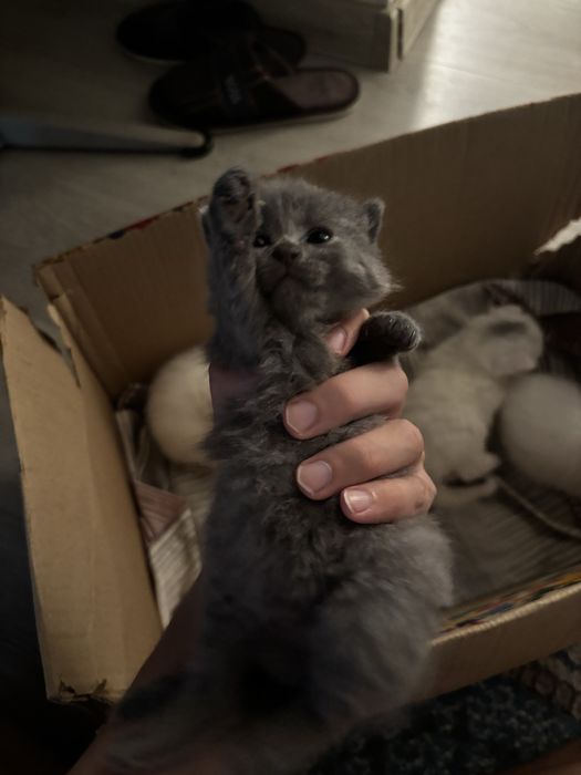 продам котят породистые