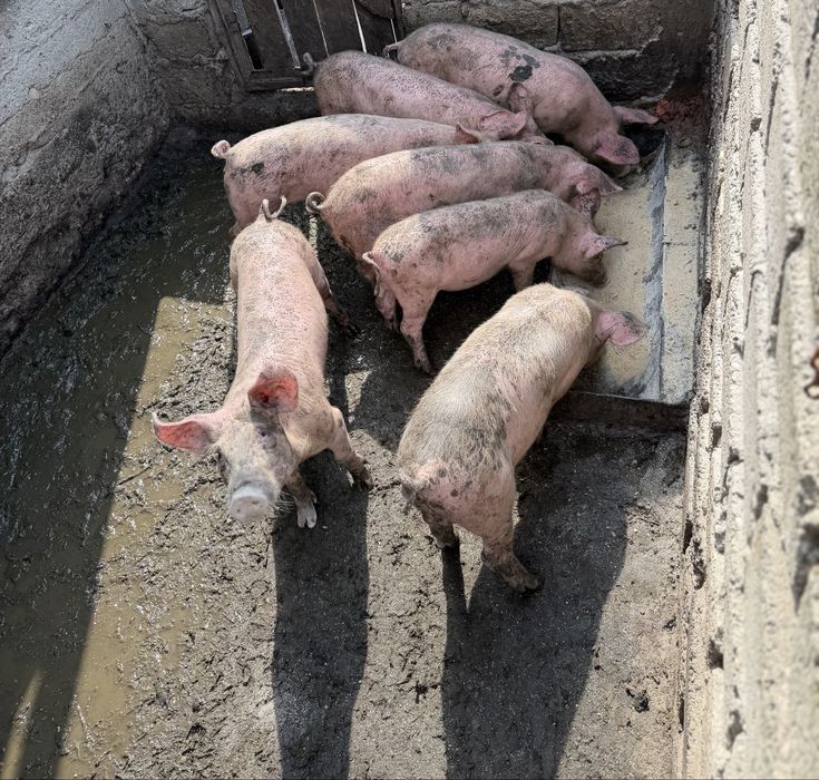 Animale de vanzare