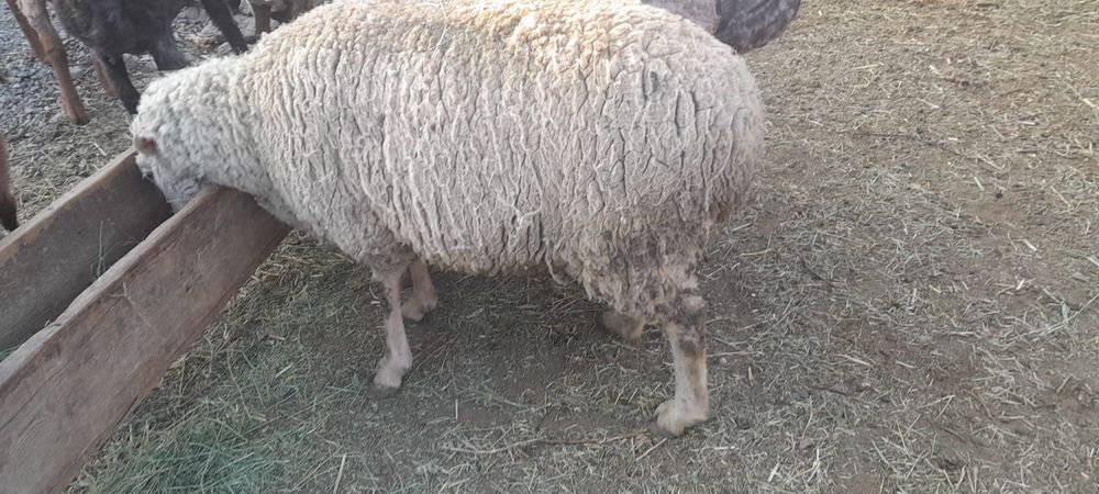 Семиз койлар  сатылады