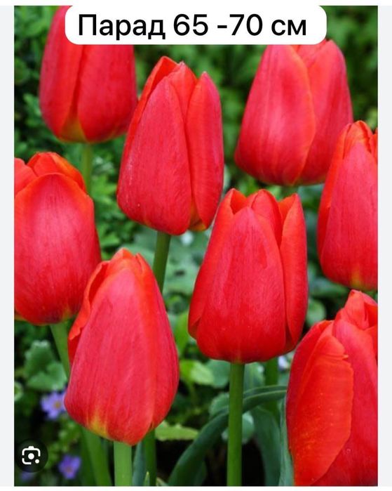 Продам тюльпаны  голландские оптом