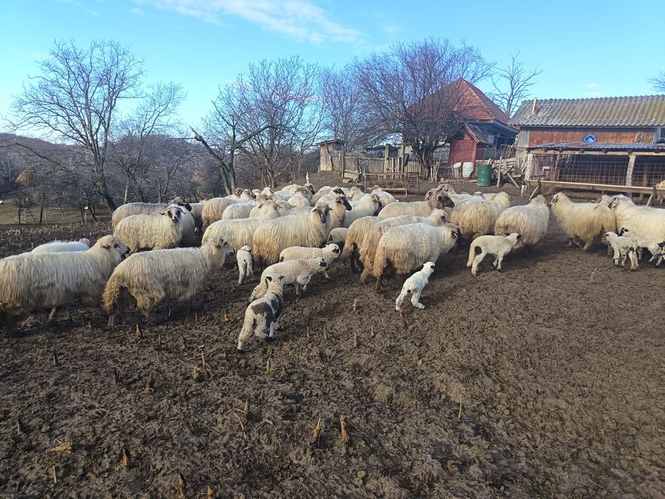 Vând 50 de oi cu miei lângă ele tinere miori și strămiori