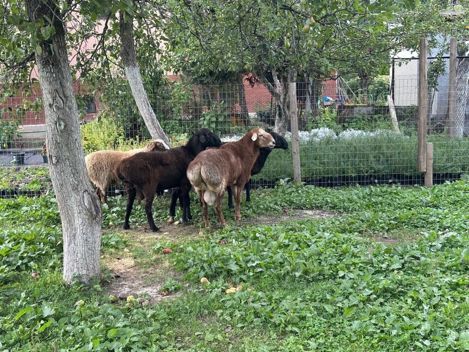 Продам баран хорошие,  жирные