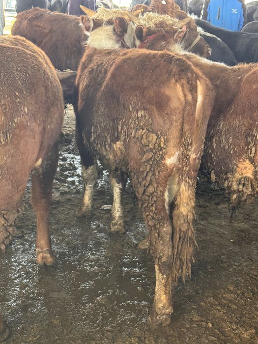 бычки откорм акбас