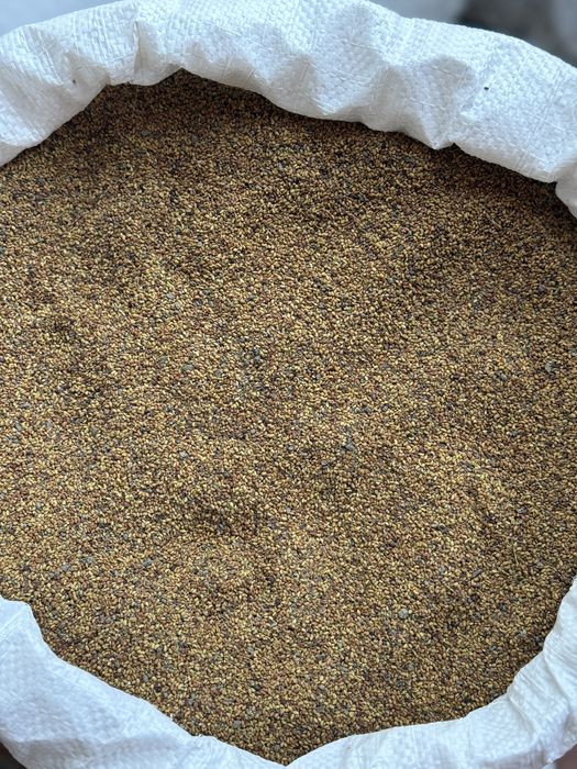 Vând semințe de lucernă