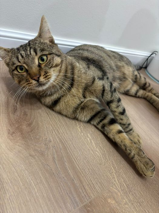 Кот Котик  мальчик
