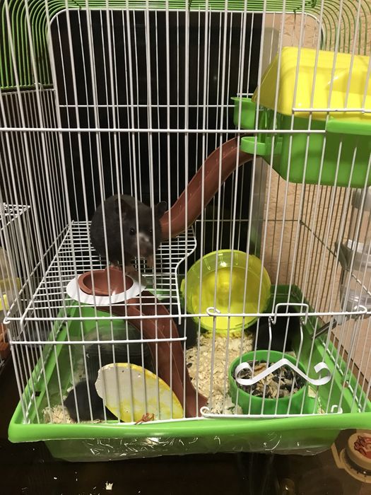 Продам хомяков  сирийский