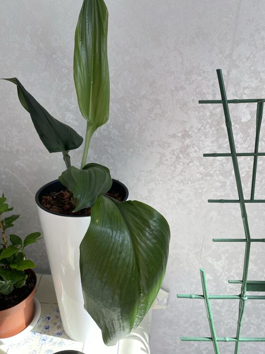 Продам цветок комнатный