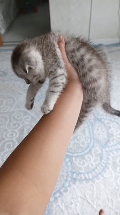 Шотландская вислоуха
