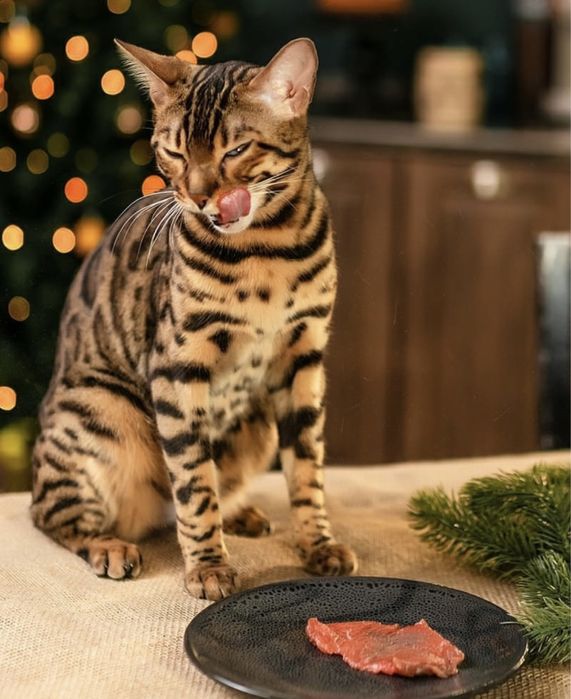 Бенгальские котята с документами.