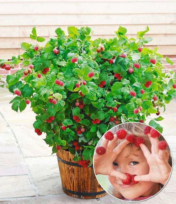 Мини джуджевидна  Малина , Къпина и жълта Малина