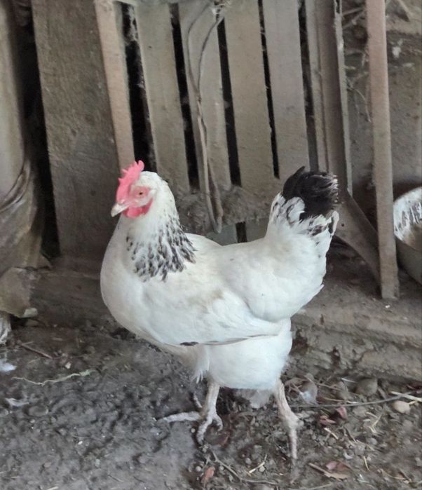 Продам  курей породы адлер