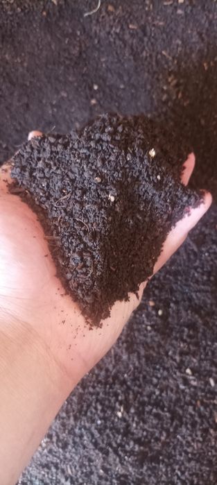 Bio gomus тозаси