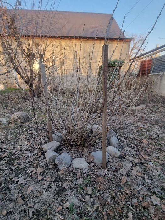 Продам большой куст смородины