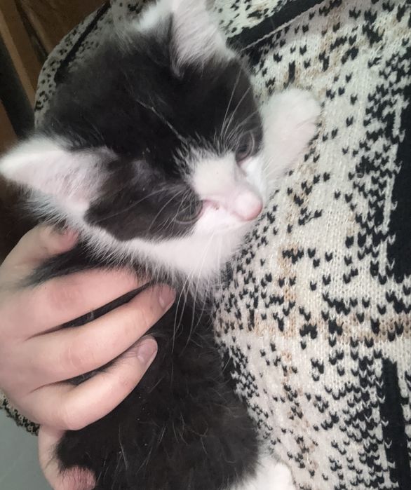 девочка,умная,любит играть