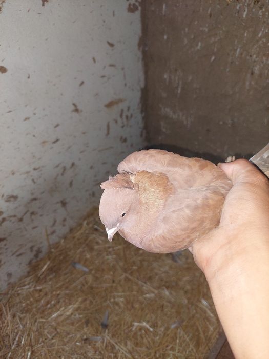 Kaftar oladiganlarga . Uchib o'ynaydigan samka sotiladi .