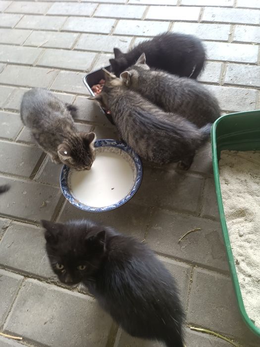 Отдадим котят в хорошие руки