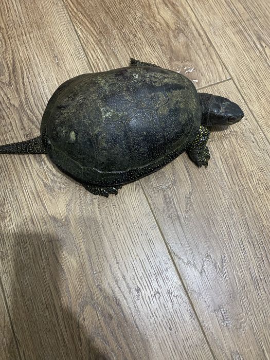 Vand broasca testoasa