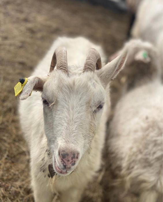 Продам коз дойных пород