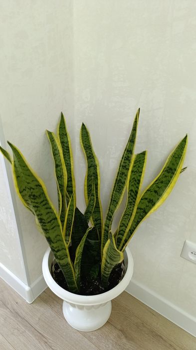 Комнатные цветы, самовывоз