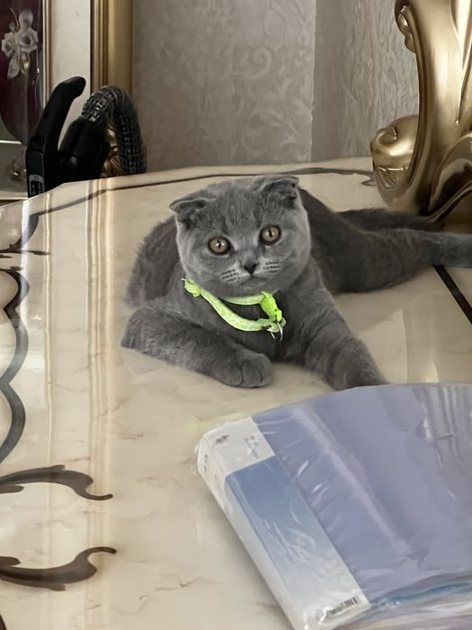 Скотиш фолд кошка
