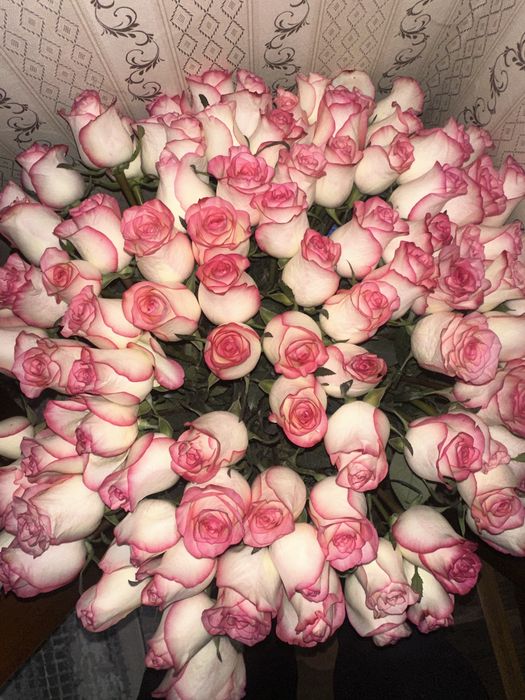 101 роза свежие