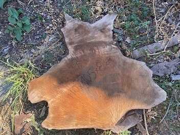 Орех - голями талпи от орех и голями шайби от корен на орех