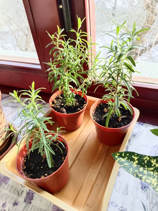 Продам кротон и фикус