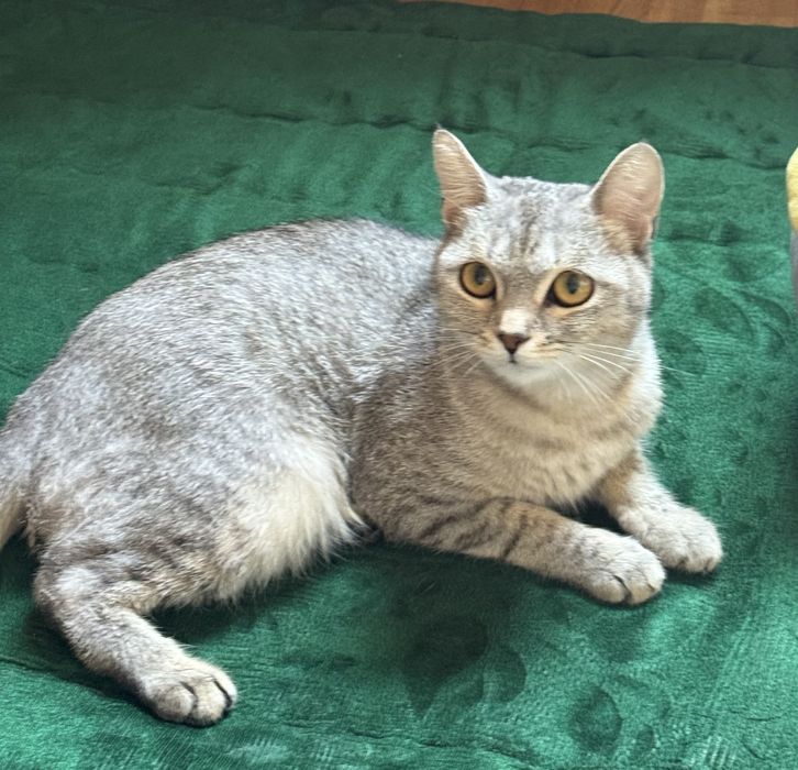 Кошка метис шотландская