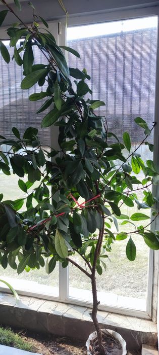 Фикус королевский дерево  продаю