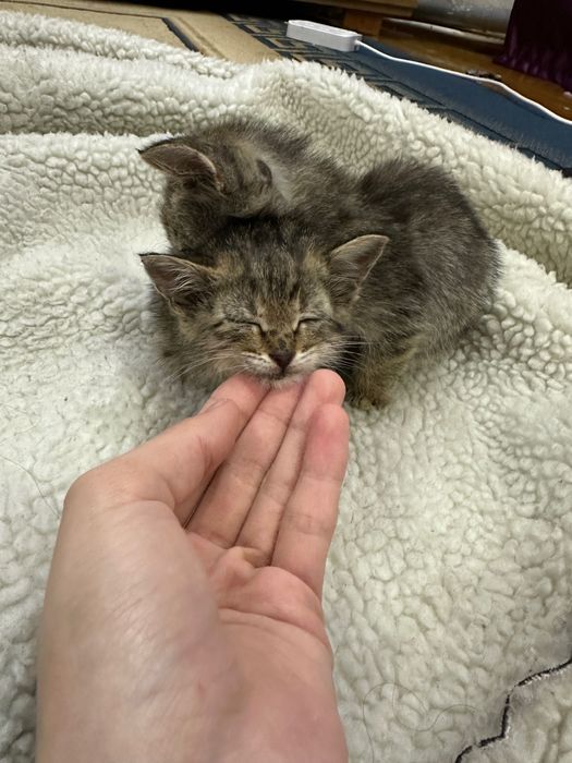 котята / котенок . мысық / марғау