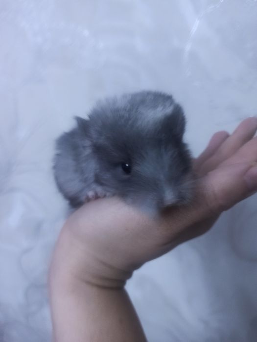 Продается шиншилла