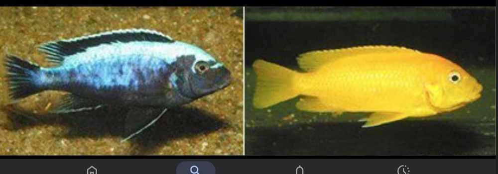 Африкански Цихлиди Малави