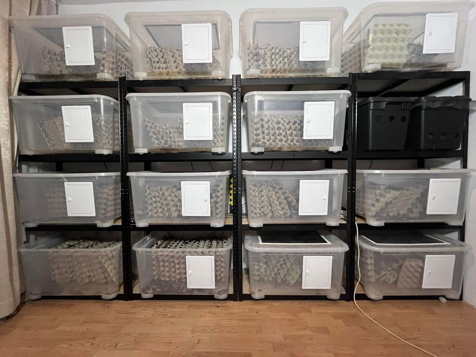 Gandaci dubia, hrana reptile