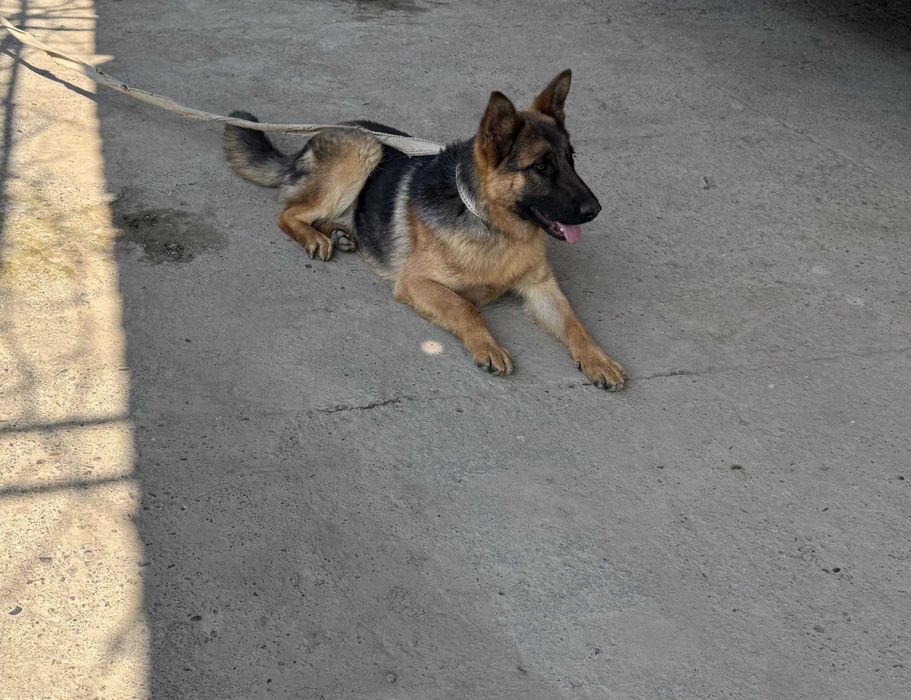 Продается чистокровная Немецкая овчарка (8 месяцев) - Барсик