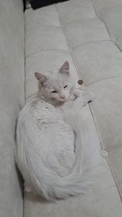 Отдадим кота , около года молодой