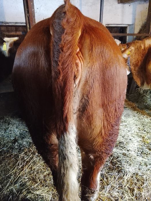 Vând junincă de 2 ani și 4 luni