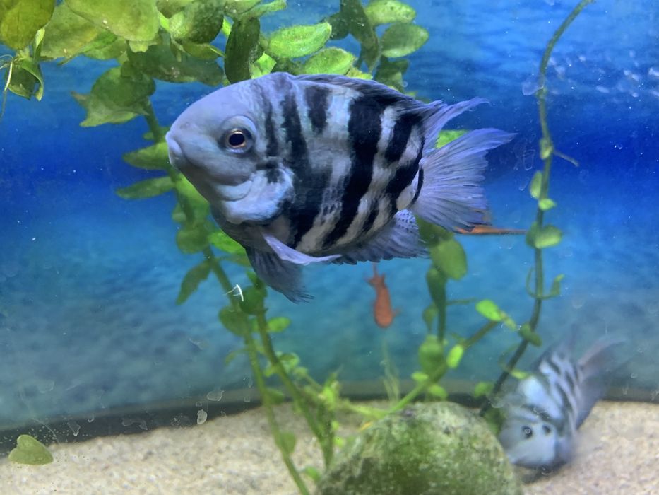 Рыбки в аквариуме