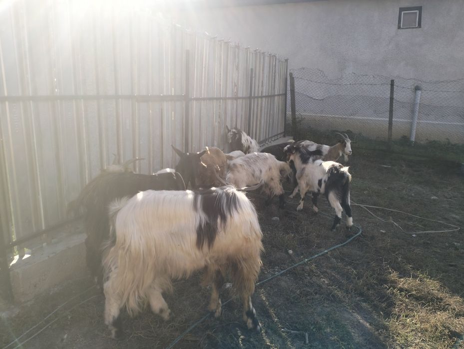 Vând capre românești