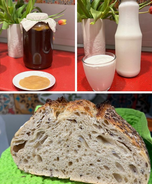 Kombucha, Kefir, Maia – set 3 culturi vii pentru fermentație acasă