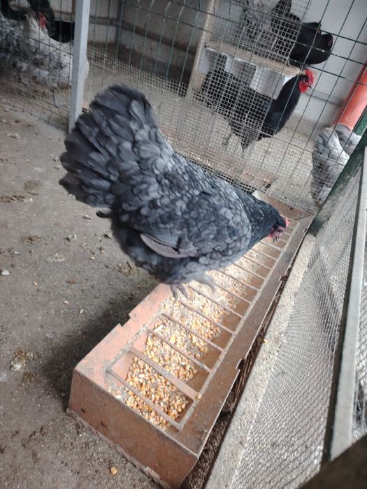 Vând ouă gaina  Australorp albastru și negru. Pentru incubat